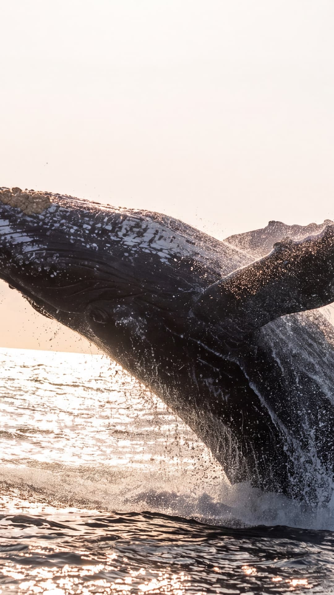 Ocean, Whales, dolphins and reefs