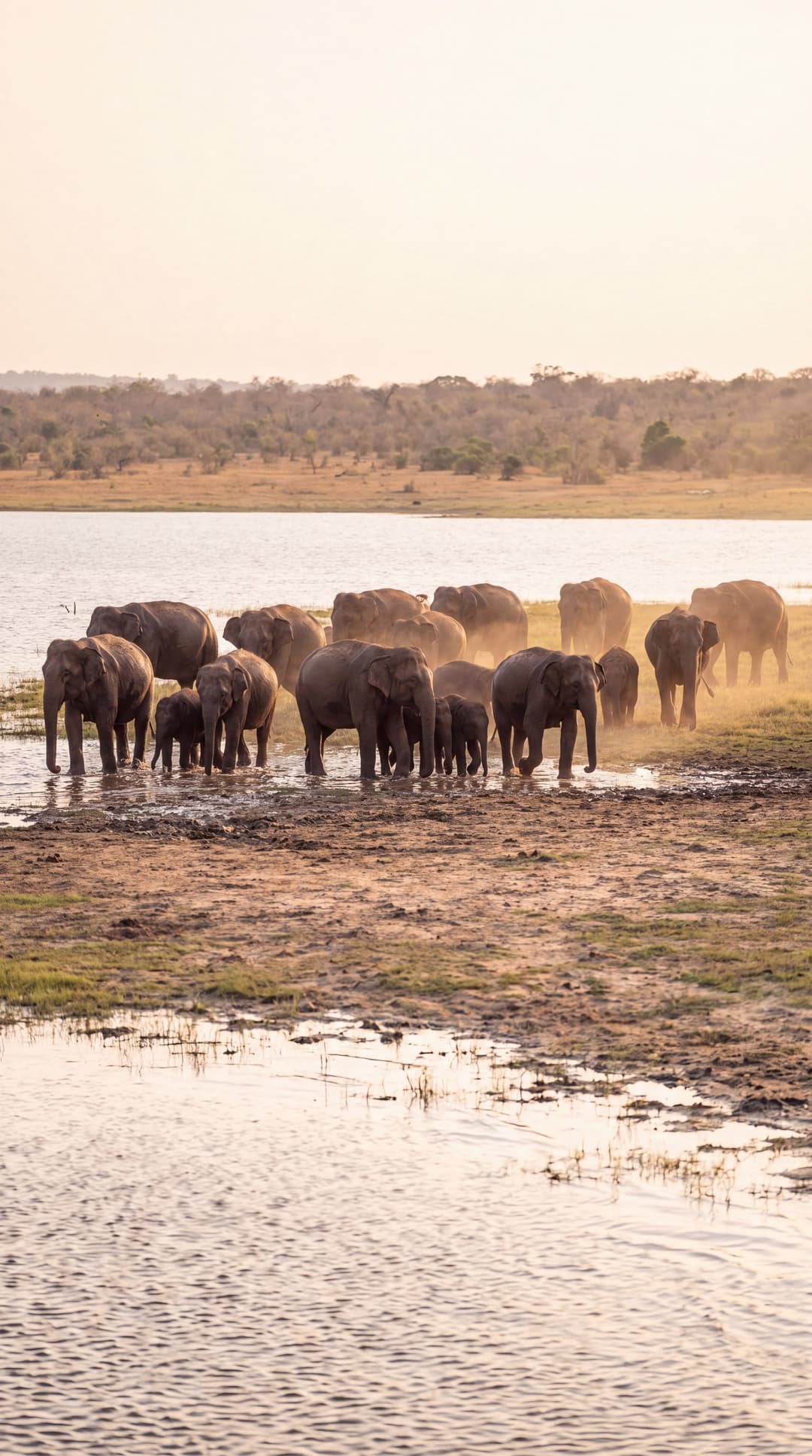A herd of Sri Lankan elephants at a Minneriya waterhole